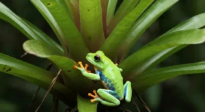 A brightly colored Painted Tree Frog perched on a bromeliad in a rainforest canopy.