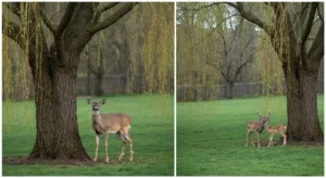 A white-tailed deer grazes peacefully in a backyard near a weeping willow tree at dawn.