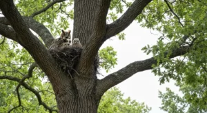 A great horned owl perched in a hollow of an oak tree, with two owlets visible in the nest.